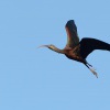 Ibis hnedy - Plegadis falcinellus - Glossy Ibis 0606